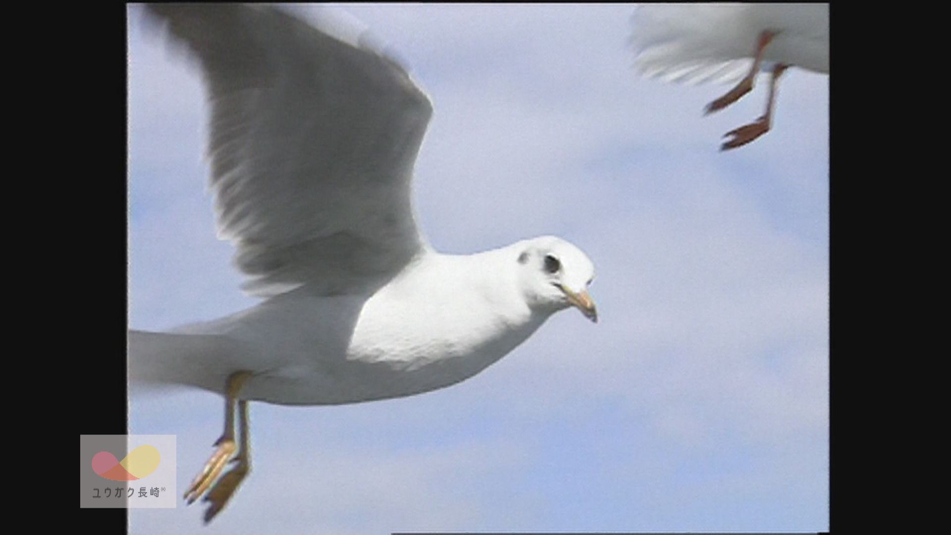 「カモメ」ウォッチング～有明フェリー名物の冬の風物詩　イメージ